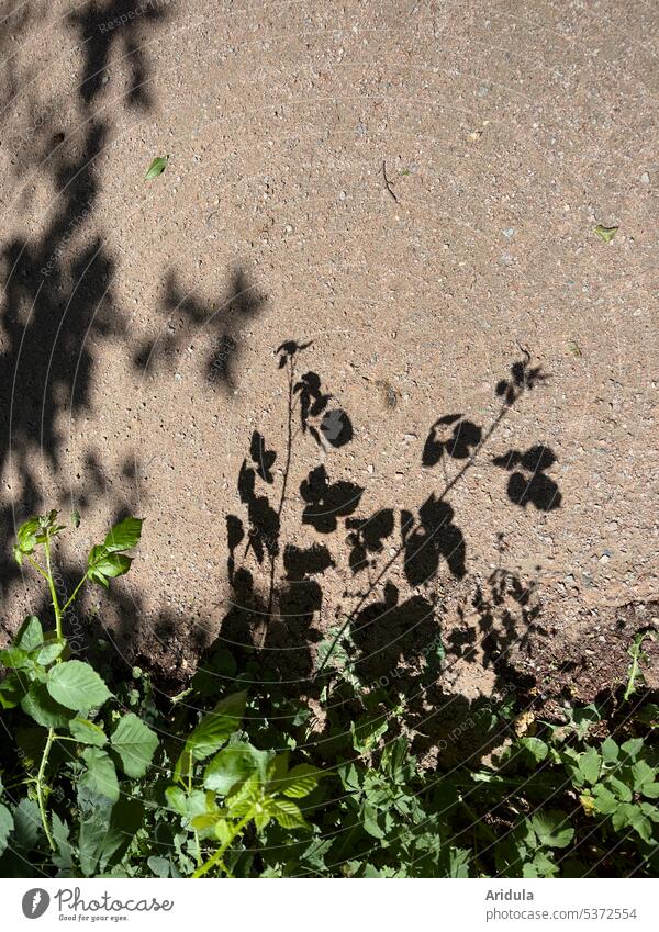 Brombeerschatten auf Sandweg Brombeere Pflanze Schatten Sonnenlicht grün Natur Weg Sommer Wege & Pfade Wald Fußweg Blätter Licht