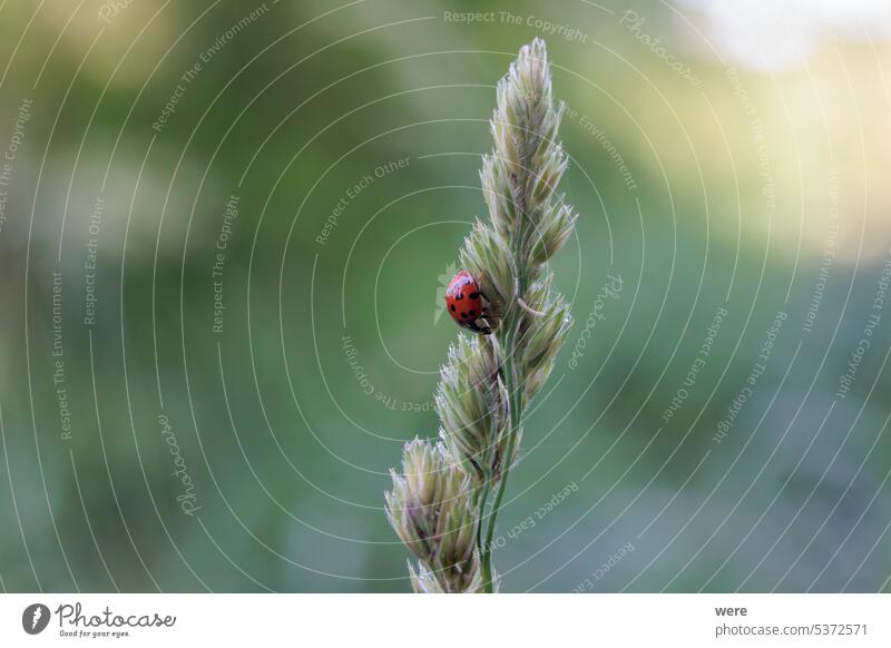 Nahaufnahme eines Marienkäfers, der auf einer Grasblütenrispe im Wald sitzt Käfer abschließen Coccinellidae Tier Blattlaus Nutzinsekt Biodiversität Textfreiraum