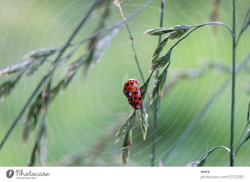 Nahaufnahme eines Marienkäfers, der auf einer Grasblütenrispe im Wald sitzt Käfer abschließen Coccinellidae Tier Blattlaus Nutzinsekt Biodiversität Textfreiraum