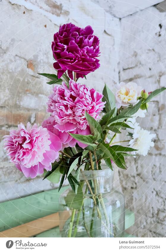 Pfingstrosen in einer Vase rosa Frühling Blume Blühend Natur Garten Farbfoto Blüte Innenaufnahme filigran Glas