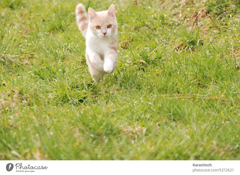 Eine junge Katze springt über eine grüne Wiese Tier Haustier Säugetier Fell rot weiß Jungtier kuschelig springen Pfoten Natur Gras Freude jagen laufen Garten