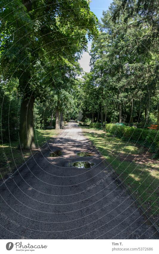 Friedhof Berlin Pankow Wege & Pfade Sommer Außenaufnahme Stadt Menschenleer Tag Farbfoto Bäume Baum