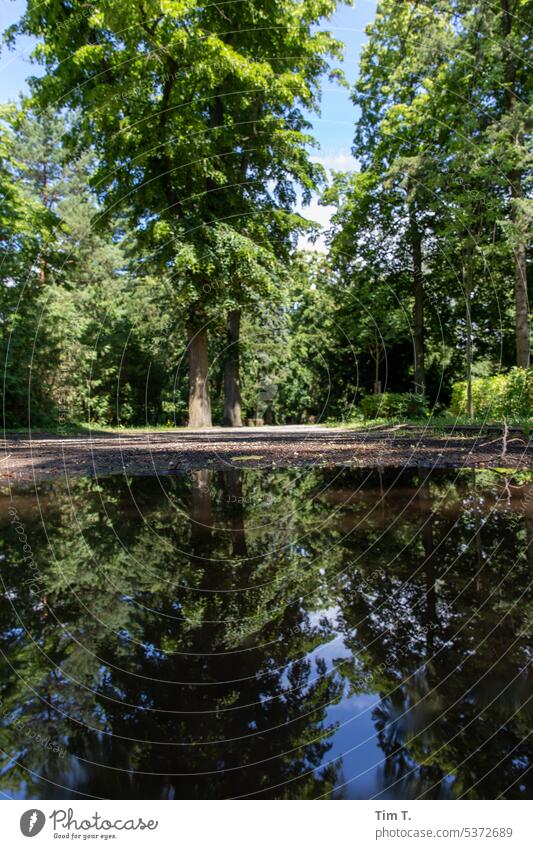 Blick über eine Pfütze auf dem Friedhof Farbfoto Reflexion & Spiegelung Pankow Berlin Sommer Außenaufnahme Stadt Wasser Hauptstadt Tag Menschenleer Baum