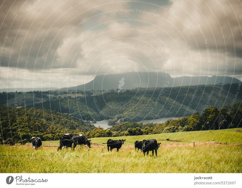 Rinder grasen auf einer Hochebene Natur Tier Weideland Panorama (Aussicht) Berge u. Gebirge Wolken Nutztier Landschaft Tasmanien Australien Himmel Wiese Umwelt