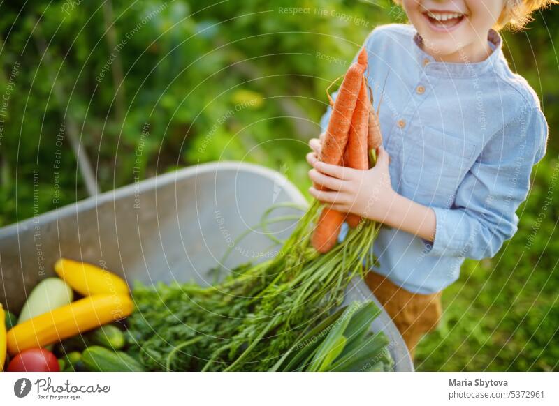 Kleiner Junge hilft der Familie bei der Ernte von organischem, selbst angebautem Gemüse im Hinterhof eines Bauernhofs. Kind legte auf frische Karotte in Schubkarre und Spaß haben. Gesundes vegetarisches Essen. Lokales Geschäft.