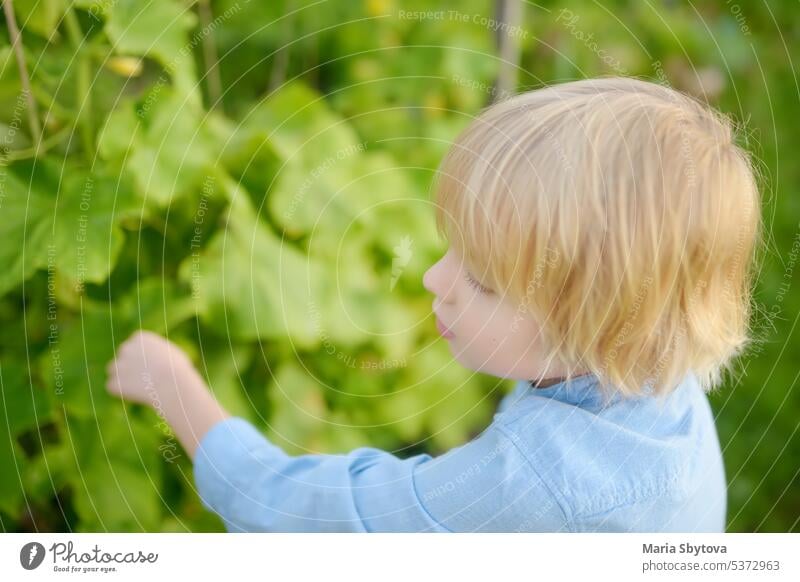 Kleines Kind ist im Gemüsegarten. Erhöhte Gartenbeete mit Pflanzen in Gemüse Gemeinschaftsgarten. Junge beobachtet Gemüsepflanzen. Lektionen der Gartenarbeit für Kinder. Baby hilft bei der Gartenarbeit