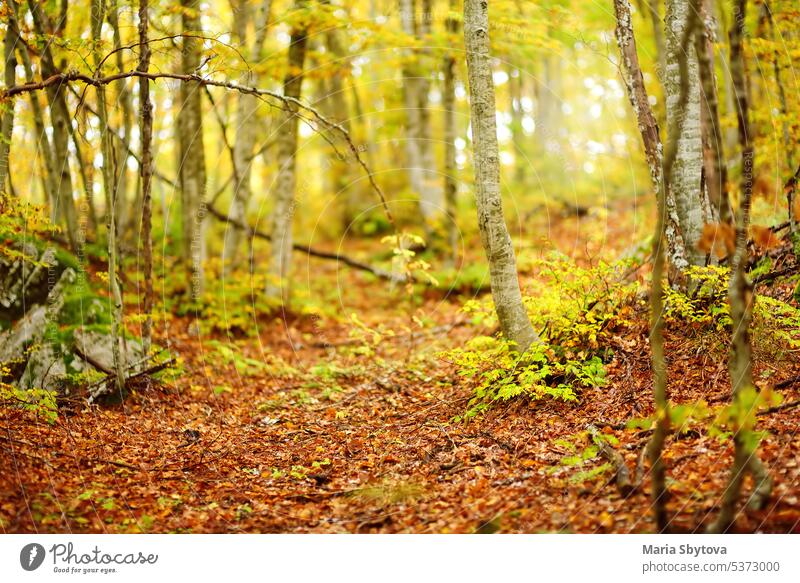 Landschaftlicher Blick auf den Wald im Lovchen-Nationalpark an einem Herbsttag. Tourismus und Reisen.Wandern. Hintergrund fallen idyllisch Natur Waldgebiet