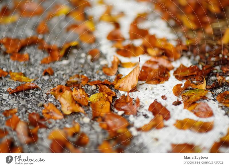 Gefallene Blätter liegen an einem Herbsttag auf der Wüstenstraße Straße Weg Laubwerk Saison Asphalt gold Blatt orange umgefallene Blätter November Oktober
