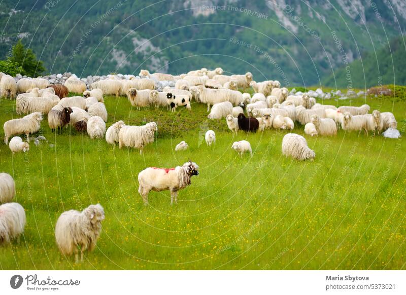 Eine Schafherde mit roten Flecken auf dem Rücken grast auf einer Weide in einem Bergtal. Wolle und Nahrungsmittelproduktion. Die Viehzucht ist eine traditionelle Richtung der Landwirtschaft.