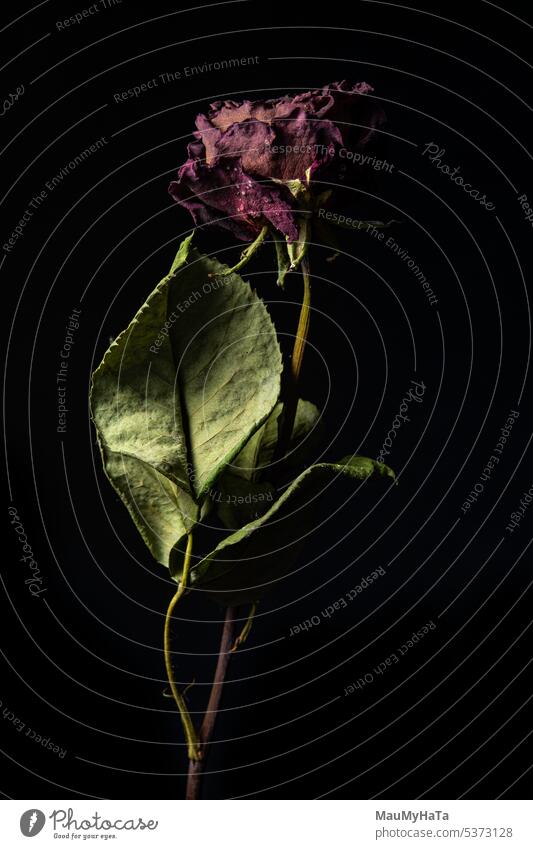Trockene Rose auf schwarzem Hintergrund trocknen Farbfoto Pflanze Natur Wildpflanze Detailaufnahme Nahaufnahme Makroaufnahme Grünpflanze natürlich Sommer Blatt