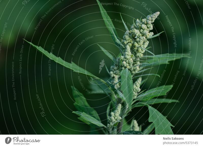 Löffelkraut (Chenopodium album) Wildpflanze Ackerbau Album Amaranthaceae jährlich Hintergrund Überstrahlung schließen essbar Umwelt Familie Landwirt Fett Flora