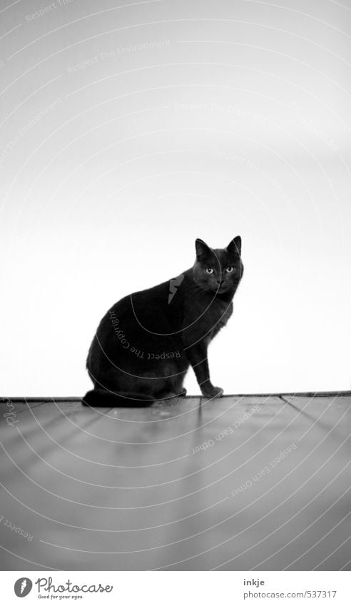 schwarze Katze + Freitag, der 13. Menschenleer Holzfußboden Tier Haustier Hauskatze britisch kurzhaar Rassekatze hocken Blick sitzen weiß Gefühle Stimmung
