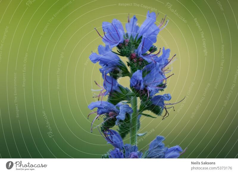Blüte von Echium vulgare echium Pflanze Blume Überstrahlung blau Wegerichblättriger Natternkopf Vipern Sommer purpur Farbe Hintergrund Wiese Blueweed Natur