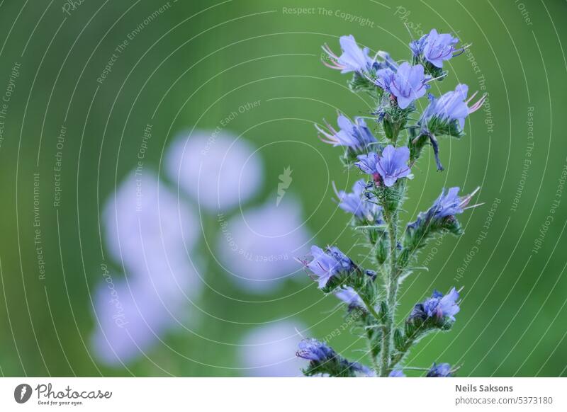 Blüte von Echium vulgare echium Pflanze Blume Überstrahlung blau Wegerichblättriger Natternkopf Vipern Sommer purpur Farbe Hintergrund Wiese Blueweed Natur
