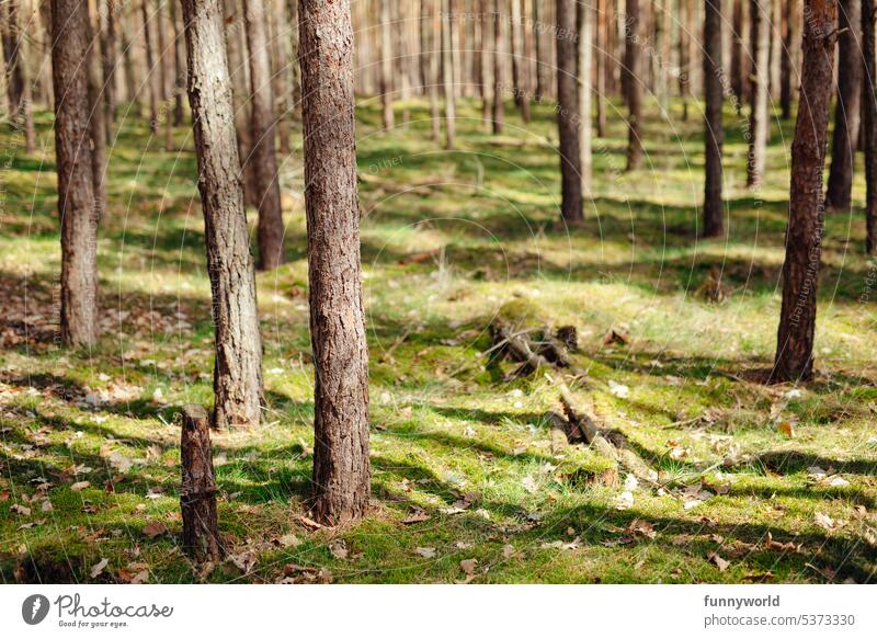 Fichtenstämme auf einem moosbedeckten Waldboden Natur Baumstämme Moos Moosbedeckt Fichtenwald Grüner Teppich Mooslandschaft Waldidylle Nadelwald Moosig Pflanzen