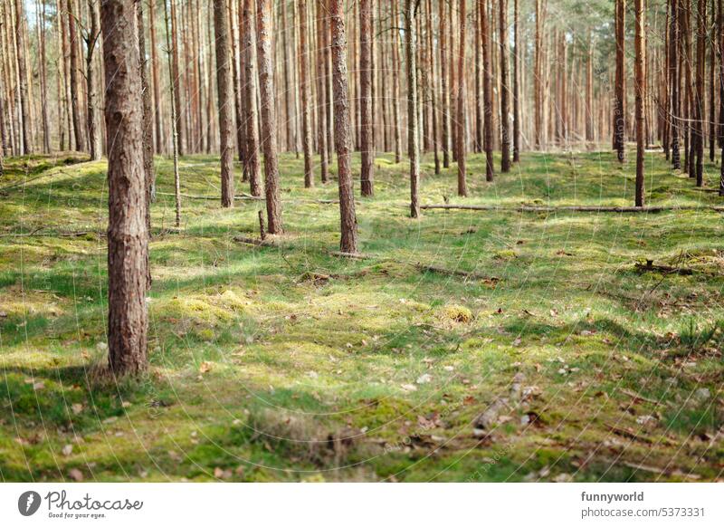 Gerade Baumreihen eines Fichtennutzwaldes Nutzwald Wald Natur Landschaft Forstwirtschaft Aufforstung Holzwirtschaft Nachhaltigkeit Monokultur Holzfällung