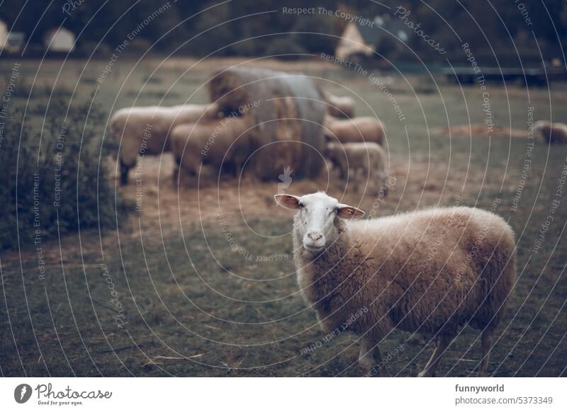 Braunes Schaf schaut in die Kamera Tiere Bauernhof Nutztier Weide Blickkontakt Neugierig Heu Heuballen Fressen Landleben Weideland Herde Ländliche Idylle