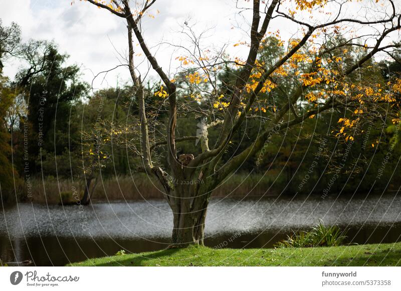 Kahler Baum vor einem Gewässer Gelbe Blätter Herbst Jahreszeiten Stimmungsvoll Minimalistisch Natur Landschaft Wasser Herbstlaub Einsamkeit Ruhe Schönheit