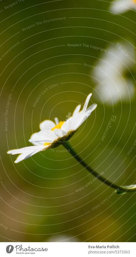 Margaritenblüte von der Seite mit grünem Hintergrund, Textfreiraum Margerite Natur margarite Blüte Blume weiß Frühling Weiß Tageslicht Wiesenblume duften Fauna