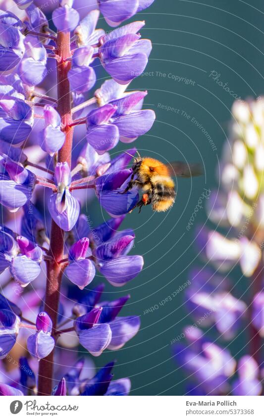 Hummel im Anflug an einer violetten Lupine - Makroaufnahme Kontrast Sonnenlicht Tag Licht Detailaufnahme Nahaufnahme Farbfoto Außenaufnahme Nektar Pollen Honig