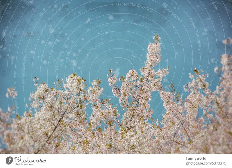 Zarte Kirschblüten vor einem blauen Himmel Blütenpracht Frühling Kirschbaum Sakura Blütenmeer Naturschönheit Blütenblätter Blütenzauber Japanische Kirsche