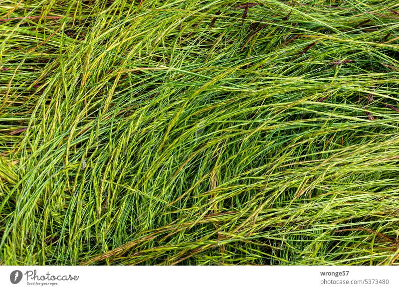 Grünes Gras grünes Gras Natur Pflanze Wiese Sommer Außenaufnahme Farbfoto Nahaufnahme im Freien natürlich Formen und Strukturen Wachstum Wildpflanze