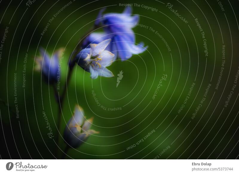 Verträumte Hasenglöckchen Blumen Blauton verträumt.zart Makroaufnahme grüner Hintergrund