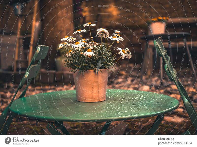 idyllische Feierabendstimmung in einem Café nach einem Regenguss Cafétisch grüne farbe Blumentopf Kamille Sonnenuntergangslicht Regentropfen