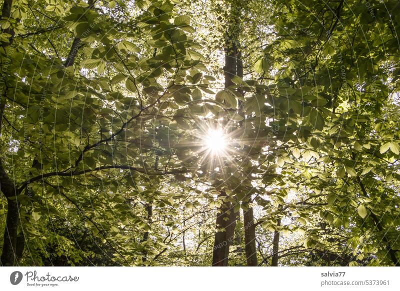 Sonnenstern im Buchenwald Wald Blätter Bäume Natur Sonnenlicht Licht Baum Frühling grün Lichtspiel Buchengrün Buchenblätter Zweige u. Äste Pflanze Menschenleer