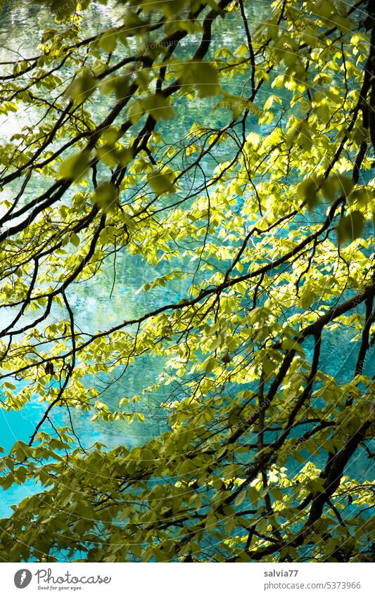 Buchenzweige mit frischen Blättern  vor türkisblauem Wasser im Hintergrund Wald Bäume Natur Sonnenlicht Baum Frühling grün Lichtspiel Buchengrün Buchenblätter