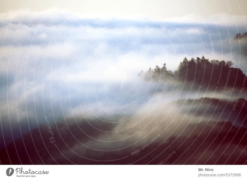 Parallelwelt | Geisterwald Schattenwelt geisterhaft mystisch Natur Wald geheimnisvoll Stimmung Nebelfeld Nebelmeer Dunst wolkenverhangen Morgennebel Nebeldecke