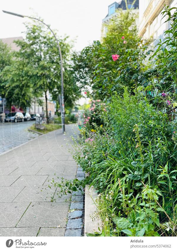 Wilder Vorgarten in der Stadt Strasse Straße Architektur Haus Gebäude Straßenlampe Pflanzen Sommer grün Stauden Rosen Blüten Pflastersteine Gehweg Fußweg