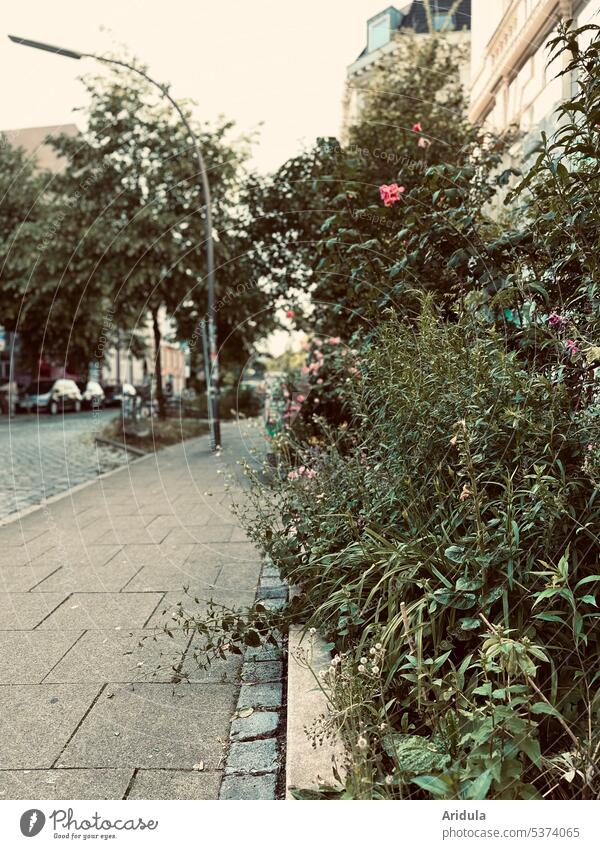 Wilder Vorgarten in der Innenstadt No. 2 Stadt Garten wild Sommer Straße Gehweg Fußweg Menschenleer Pflanzen grün Blumen Natur Außenaufnahme Blumen und Pflanzen