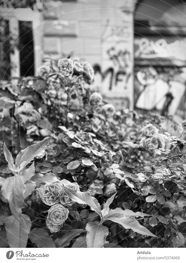 Blühender Rosenstrauch vor unscharfer Altbaufassade mit Graffiti s/w Stadt Haus Fassade Gebäude Architektur Fenster Großstadt Blume Pflanze Sommer alt