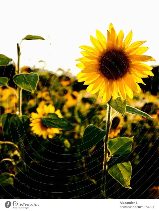 Sonnenblume im Sonnenblumenfeld bei Abendlicht Feld Blume Blüte Sonnenuntergang Landwirtschaft Pflanze Blühend Sommer Nutzpflanze gelb Natur Sonnenlicht Umwelt
