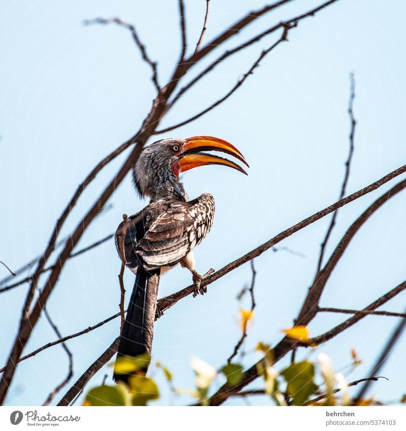 halt doch mal den schnabel Hornbill gelbschnabeltoko beeindruckend Nashornvögel Schnabel Vogel etosha national park Etosha Etoscha-Pfanne Wildtier fantastisch