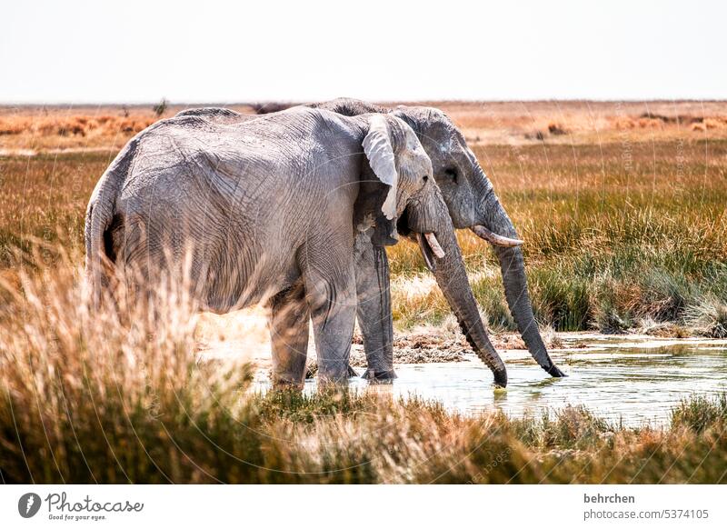freitag, yeah, lass ma schön einen tanken!! Gefahr Rüssel riskant gefährlich Elefantenbulle fantastisch Wildtier Etoscha-Pfanne Etosha etosha national park