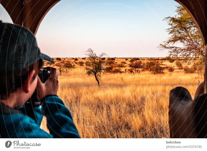 nachwuchsprofi Gras Kalahari Namibia Ferne Afrika Fernweh reisen Ferien & Urlaub & Reisen Natur Abenteuer Landschaft Farbfoto besonders Tierfamilie Elenantilope