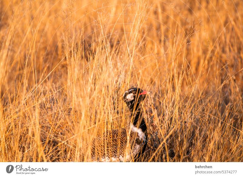 gackeltrappe Wildtiere Tier Gras Landschaft Natur Fernweh Außenaufnahme Namibia Afrika besonders außergewöhnlich Wildnis Tierliebe Trockenheit klein Tierschutz