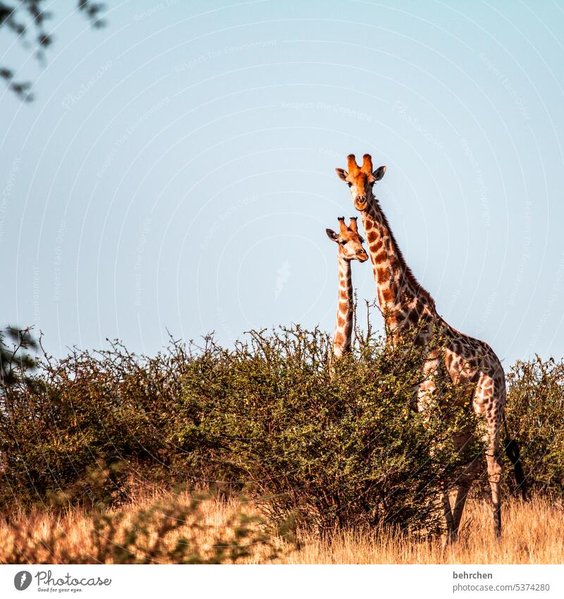 zusammen ist man weniger allein Tiergesicht Menschenleer Tourismus Ausflug Tierporträt Wildnis Kalahari Tierschutz Tierliebe Giraffe Wildtier fantastisch