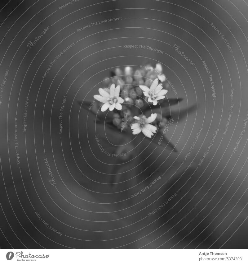 Graukresse Wildpflanze Schwarzweißfoto Schwache Tiefenschärfe Pflanze Natur Außenaufnahme Nahaufnahme Makroaufnahme Detailaufnahme Blume Blüte