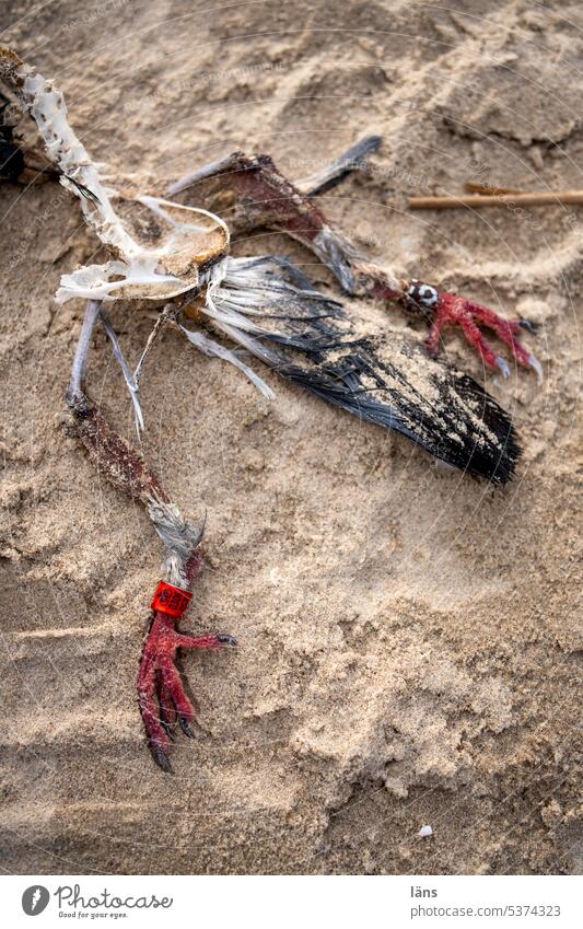 Beringter Vogel Tod Vergänglichkeit Außenaufnahme Totes Tier liegen Strand Wildtier