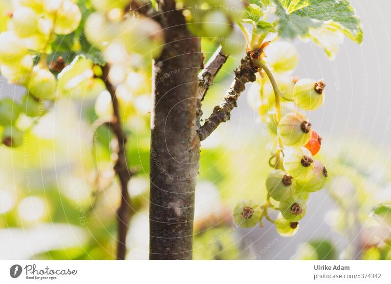 Grüne unreife Früchte der roten Johannisbeere Schwache Tiefenschärfe Unschärfe Gegenlicht Sonnenlicht Licht Menschenleer Makroaufnahme Detailaufnahme
