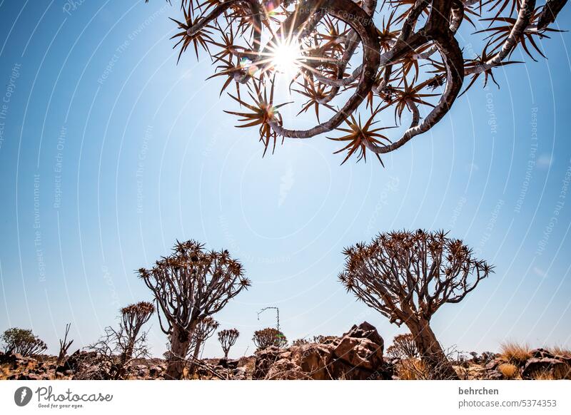 sternenhimmel Pflanze Sonnenstern Köcherbaum Baum außergewöhnlich Namib Sonnenlicht Namibia Afrika Wüste Farbfoto Ferien & Urlaub & Reisen Natur Himmel