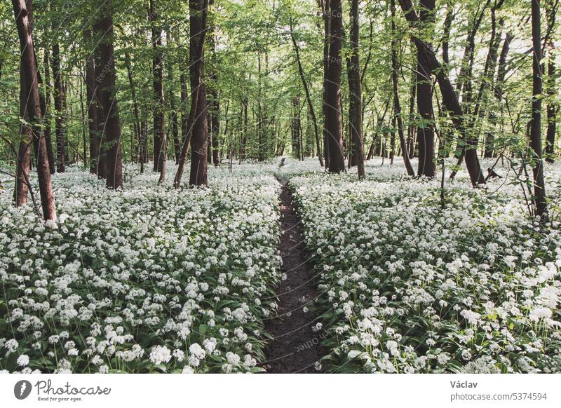Der Wald ist in den Frühlingsmonaten mit weiß blühendem Bärlauch, Allium ursinum, bedeckt. Die weißen Blüten verleihen dem Wald eine übernatürliche Qualität