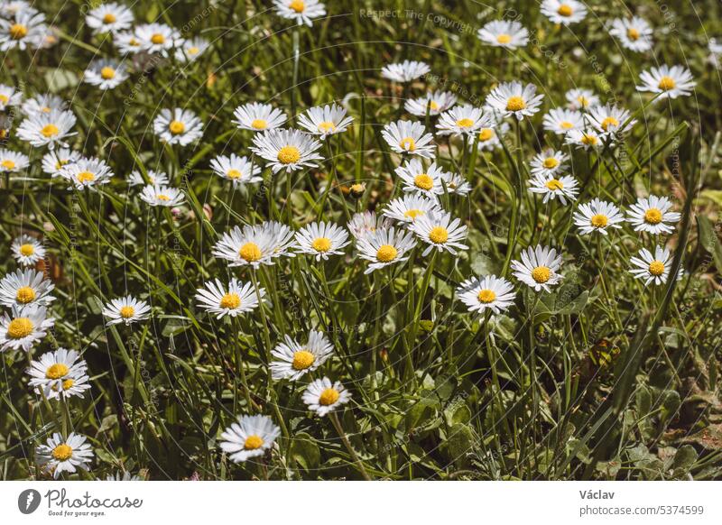 Feld von Gänseblümchen im grünen Gras bei Sommerwetter. Foto voll von Bellis perennis. Eine romantische Blume voller Zärtlichkeit, Liebe und Zuversicht