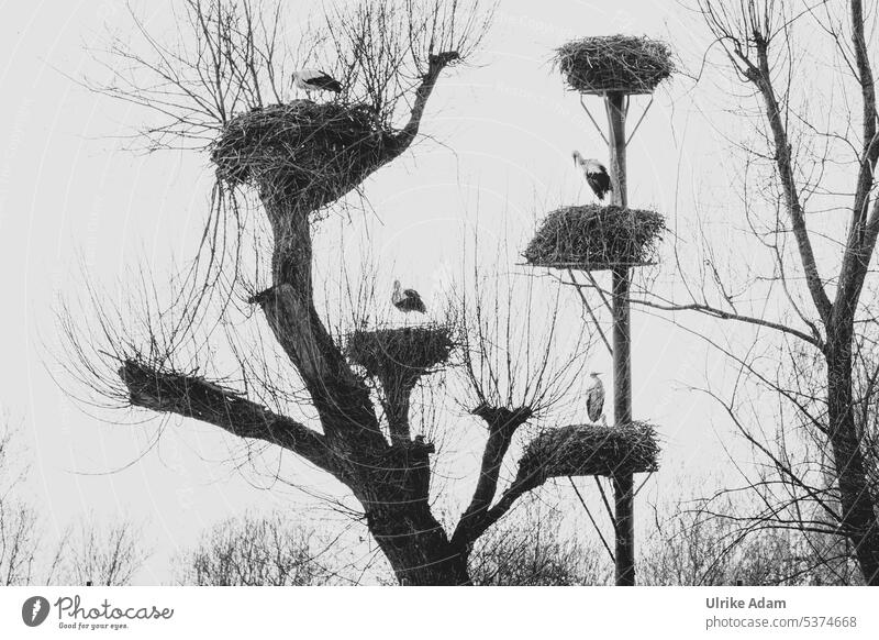 Storchenpflegestation Wesermarsch Klapperstorch Baum Vogel Tier Wildtier Natur Außenaufnahme Umwelt Schnabel Tierporträt Shiluetten Horsten mehrere Störche