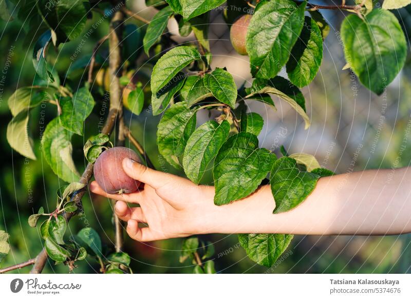Die Hand eines Jungen hält einen roten Apfel auf einem Ast eines Apfelbaums im Garten Kinderhand zupft Apfelbranche erntet reif Äpfel Frucht Ernte