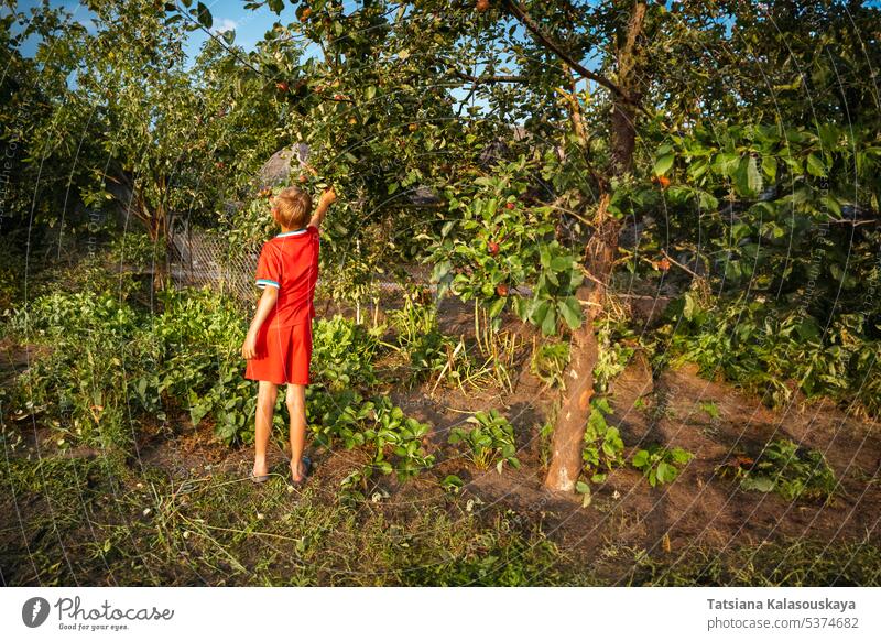 Ein Junge pflückt Äpfel von einem Apfelbaum auf einem Dorfplatz rot Sommerkleidung Shorts T-Shirt wählt Garten Dorfhaus Ernte Frucht im Freien ländlich