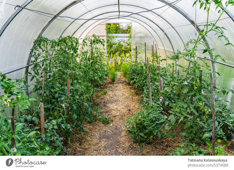 Gewächshaus auf dem Lande mit Tomatensträuchern und anderem Gemüse, das dort wächst Sträucher wachsend Feldfrüchte Ackerbau Bauernhof ländlich Landschaft